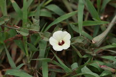 Merremia tridentata subsp. hastata